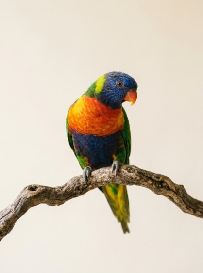 Birds