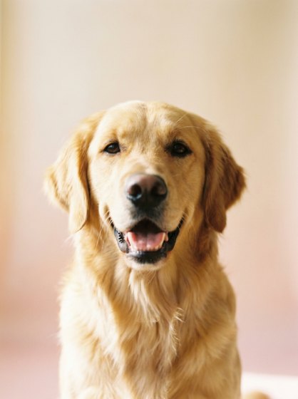 Dogs